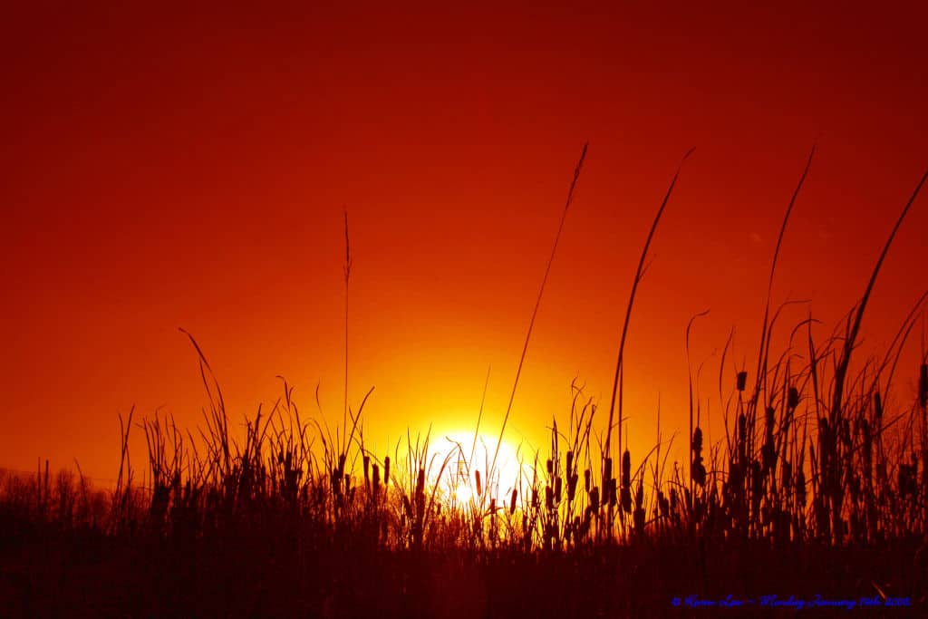 high grass in sunset