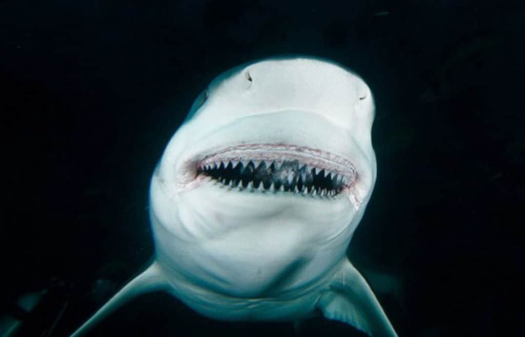 Bull Shark showing teeth with open mouth