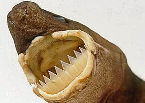 Cookiecutter shark with open mouth showing teeth