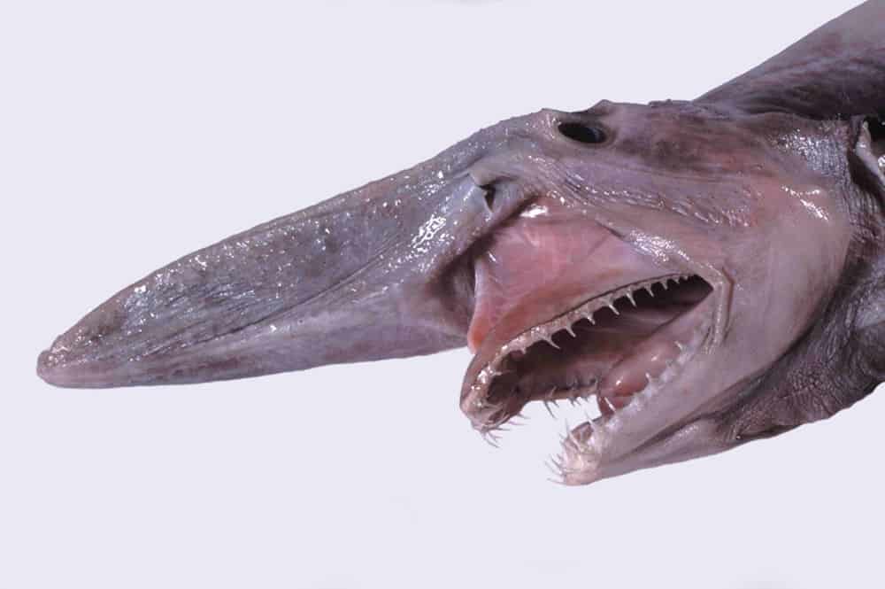 Goblin Shark model with open mouth and teeth showing