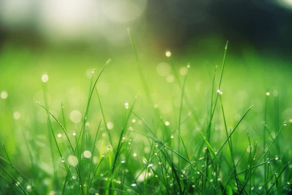 grass with rain drops 