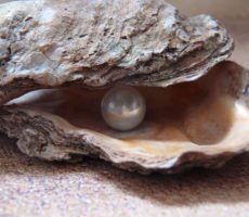 How Long Does It Take for a Pearl to Form?
