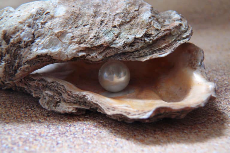 Read more about the article How Are Pearls Made? From Formation to Harvesting Explained