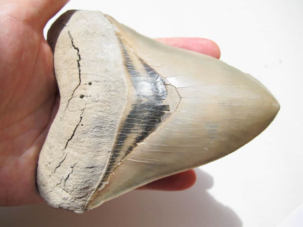 Megalodon Tooth in a person's hand