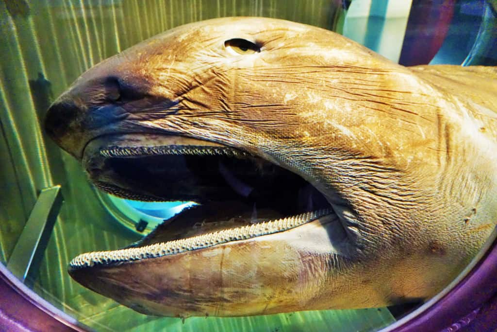 Megamouth Shark example with open mouth showing teeth