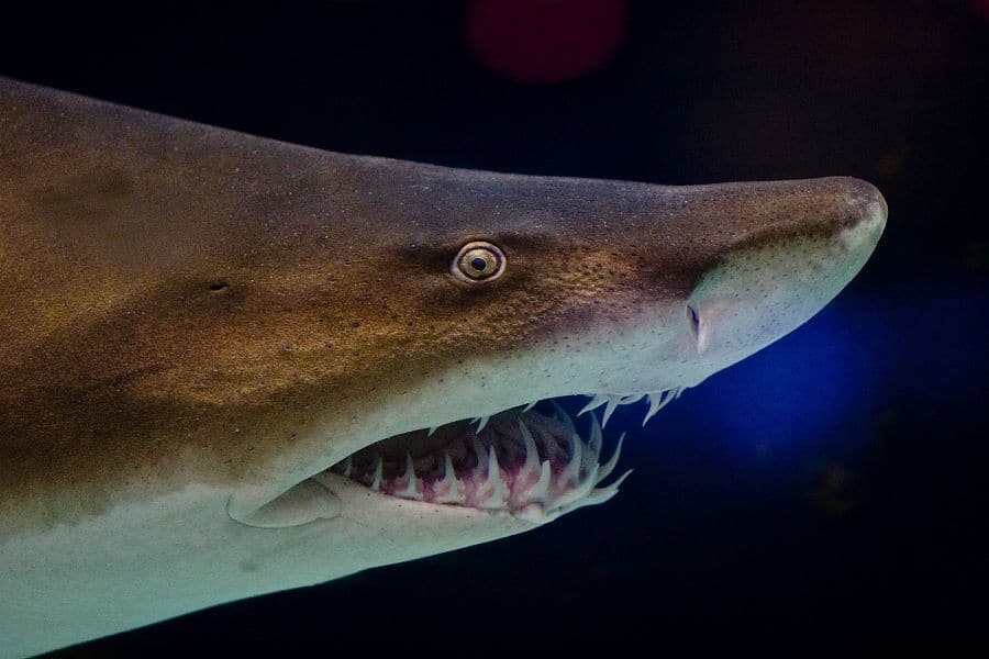 how-many-teeth-do-sharks-have-13-examples-with-pictures