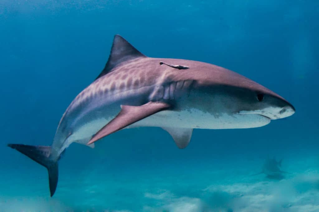 Tiger Shark swimming