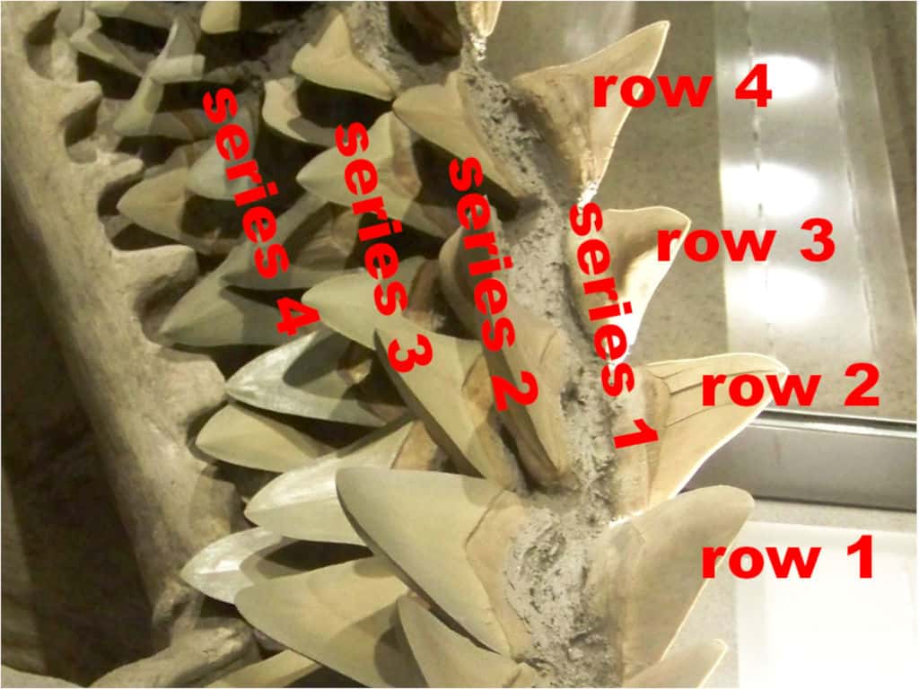 how-many-teeth-do-sharks-have-13-examples-with-pictures