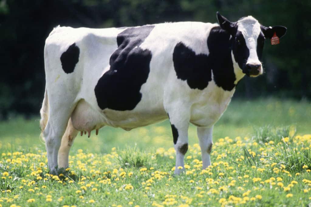 female holstein black and white dairy cow