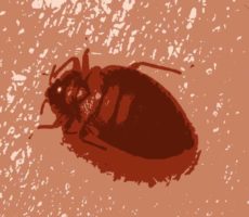 How Long Do Bed Bugs Live? (All You Need to Know)