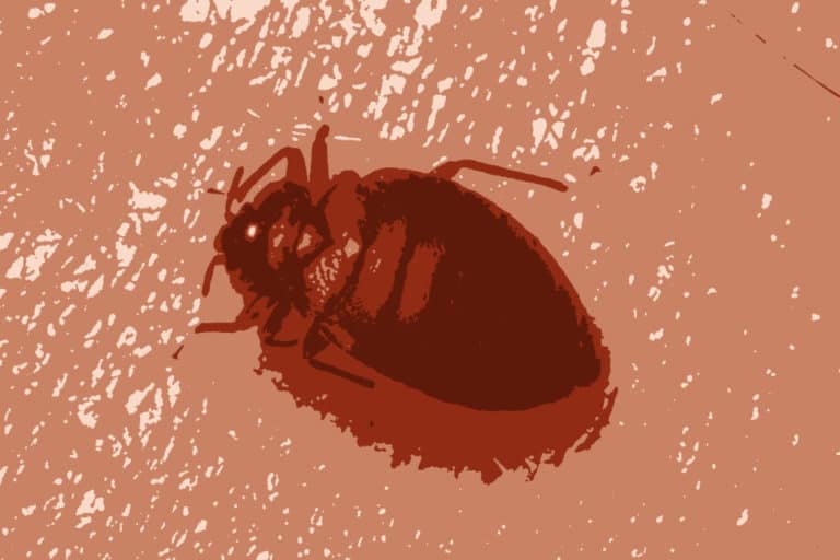 Read more about the article How Long Do Bed Bugs Live? (All You Need to Know)