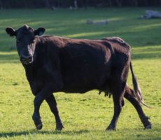 How Much Does a Cow Weigh? (Beef, Dairy, Calf – with charts)