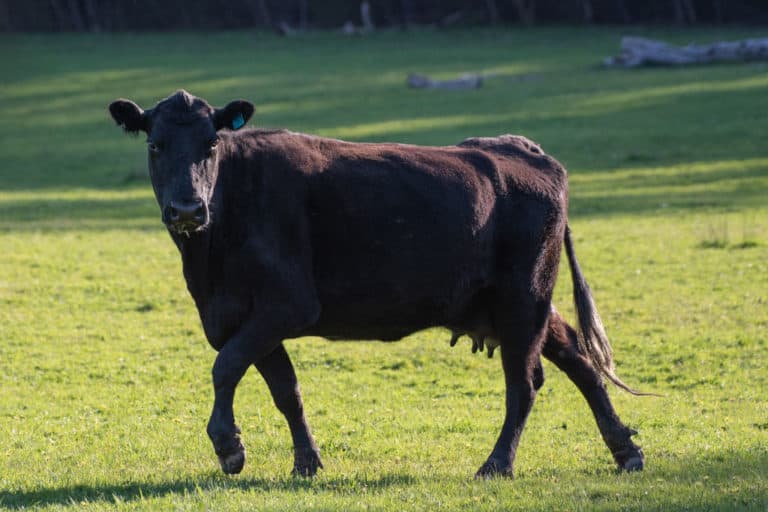 Read more about the article How Much Does a Cow Weigh? (Beef, Dairy, Calf – with charts)