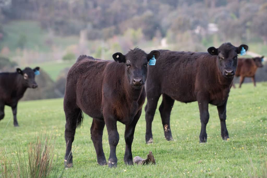 black angus cows on pasture