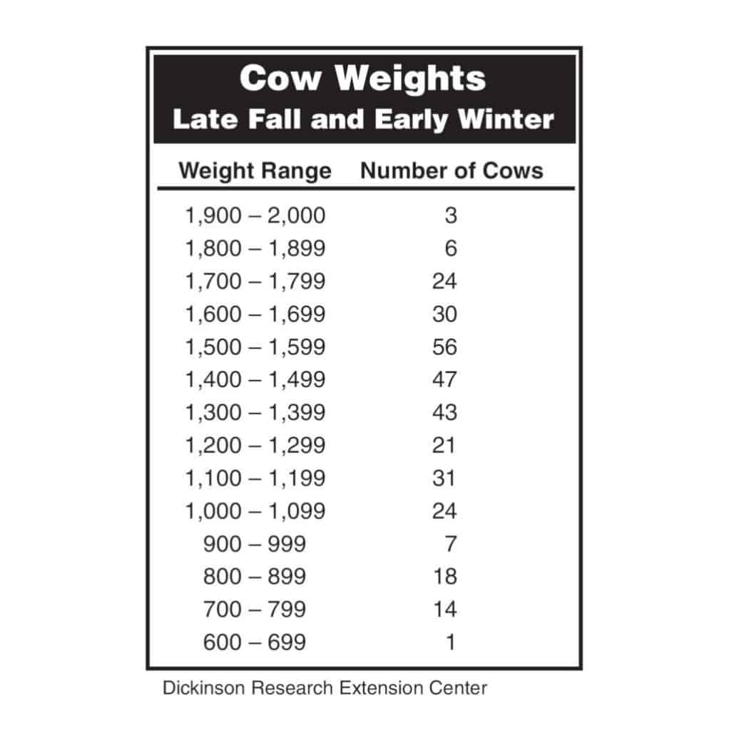 ranges of beef cow weights in a herd