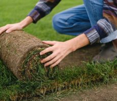 Best Grass Removal Tools: Top Sod Cutters